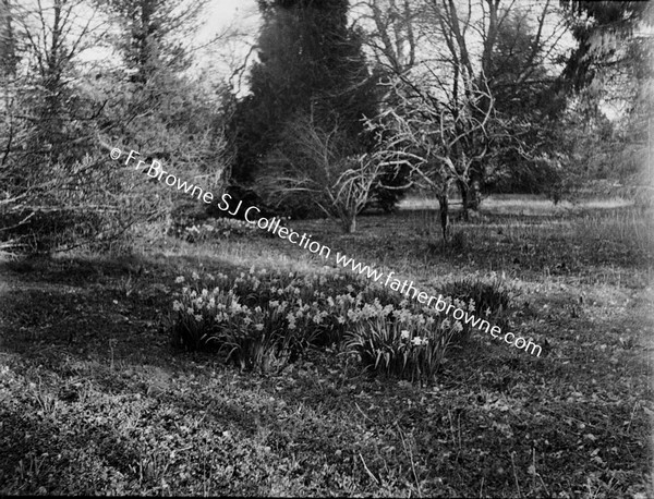 TREE WITH FLOWERS